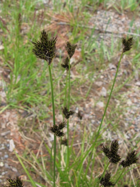 Carex ebenea